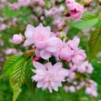 Ну какова красота! :: Галина Бобкина