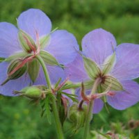 Герань :: Anna Ivanova