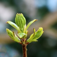 Начало... :: Светлана 