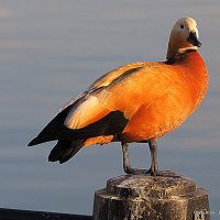 на солнышке :: Олег Лукьянов