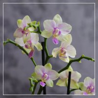 Мой цветущий подоконник :: Irene Irene