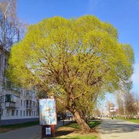 Все вокруг зеленеет :: светлана льдокова
