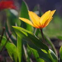 Огонёк :: Ирина Баскакова