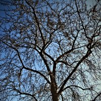 Весенние зарисовки 96 :: Алексей Кузнецов Весенние зарисовки 96 :: Алексей Кузнецов