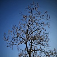 Весенние зарисовки 100 :: Алексей Кузнецов