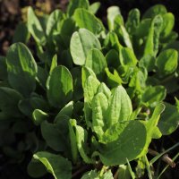 24 апреля :: краснов юрий 