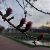 Лиственница :: Сапсан 