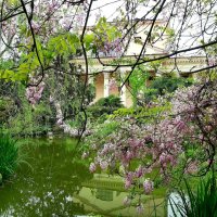 ГЛИЦИНИЯ :: Tata Wolf