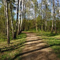 Об уходящей прозрачности апрельского леса (по календарю!) :: Андрей Лукьянов Об уходящей прозрачности апрельского леса (по календарю!) :: Андрей Лукьянов