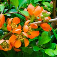 Цветёт японская айва в городе. :: Милешкин Владимир Алексеевич 