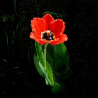 Махровый тюльпан в саду :: Евгений 