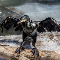 Баклан :: SanSan 