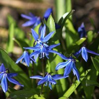 Пролеска сибирская :: Любовь Сахарова