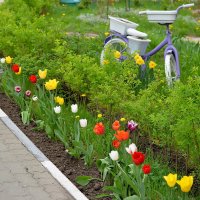 Красота у подъезда :: Сеня Белгородский