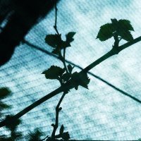 Через сетку :: Юрий Гайворонскiий