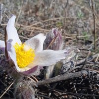 цветы как звёзды :: Елена Шаламова