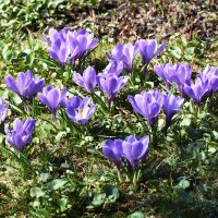 Москва. Ботанический сад МГУ. :: Наташа *****