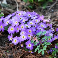 Москва. Ботанический сад МГУ. :: Наташа ***** Москва. Ботанический сад МГУ. :: Наташа *****