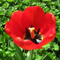 Яркий красавец :: Людмила Смородинская