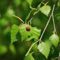 "Коровка" , березка и солнышко) :: Referee (Дмитрий)