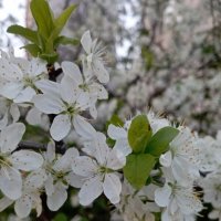 Вишня цветет :: Елена Семигина Вишня цветет :: Елена Семигина