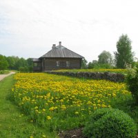 Одуванчиковый рай :: Олег Зоркий