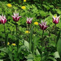 Тюльпаны :: Рита Симонова Тюльпаны :: Рита Симонова