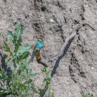 золотистые щурки. :: юрий макаров золотистые щурки. :: юрий макаров