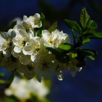 ВЕСНА. :: DianaVladimirovna 