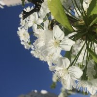 Прелестная нежность цветущих садов :: Pippa 