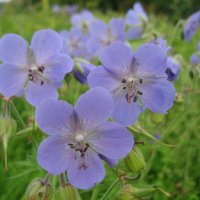 Герань :: Anna Ivanova Герань :: Anna Ivanova