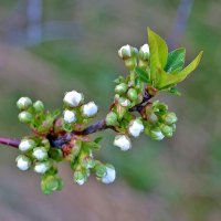 Вот-вот распустятся... :: Светлана 