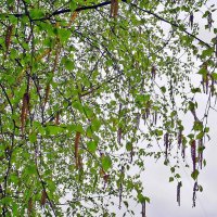 Серёжки на берёзке - это вновь весна пришла! :: Ольга Довженко