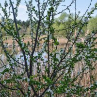 Всюду цветение :: Татьяна Машошина Всюду цветение :: Татьяна Машошина