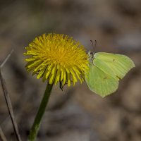 Первые бабочки. :: Sergey (Apg)