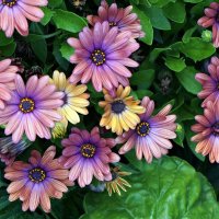 остеоспермум :: Александр Корчемный