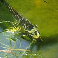 он приплыл ко мне с приветом... :: Александр Корчемный