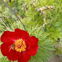 Кавминводы... дикие пионы (лазорики) :: Нина Бутко Кавминводы... дикие пионы (лазорики) :: Нина Бутко