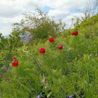 Кавминводы... дикие пионы (лазорики) :: Нина Бутко Кавминводы... дикие пионы (лазорики) :: Нина Бутко