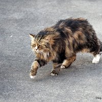 кот идет по городу :: Олег Лукьянов кот идет по городу :: Олег Лукьянов