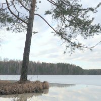 2. Весенние проталины :: Юрий Велицкий