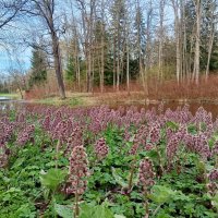 Весна :: Сапсан 