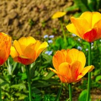 Городские цветы :: Милешкин Владимир Алексеевич 