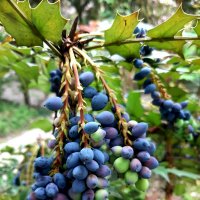 МАГОНИЯ :: Tata Wolf