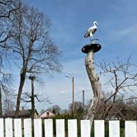 Белые аисты :: Veera V