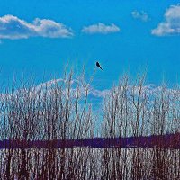 Май...Сорока и река! :: Владимир 