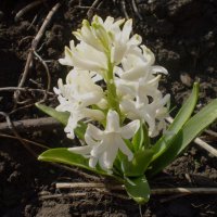 Весна. :: Венера Чуйкова Весна. :: Венера Чуйкова