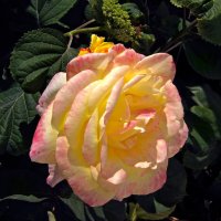 Глория Дей :: Валентин Семчишин Глория Дей :: Валентин Семчишин