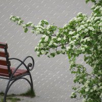 Зацвёл Боярышник :: Сеня Белгородский