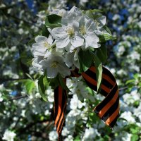 Весна Победы. :: Татьяна Помогалова